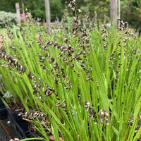 Melica uniflora albida